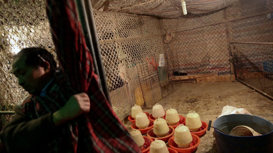 China Bird Flu.jpg